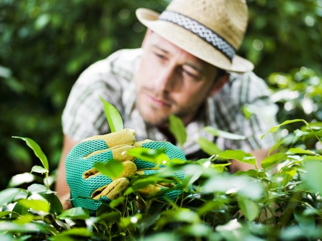 A male gardener wearing a straw hat, green gardening gloves, and a checkered shirt is tending to a lush green shrub in a well-maintained outdoor garden. The garden features a neatly trimmed lawn in the foreground, bordered by a variety of leafy plants and small bushes. Behind the gardener, there is a backdrop of dense foliage and trees, indicating a mature landscaped yard. The scene appears to be on a clear, sunny day, with natural light illuminating the vibrant green tones of the plants and the gardener's focused expression as he carefully prunes or inspects the shrub. This outdoor space exemplifies careful garden maintenance typical of professional services such as those provided by Gardening Services East Ham, incorporating a mix of cultivated foliage and practical outdoor elements like soil beds and natural hedges, suitable for residential gardening or small-scale landscaping projects in East Ham or the surrounding areas.